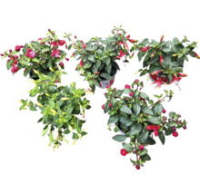 Fuchsien in Töpfen, Ansicht von oben
