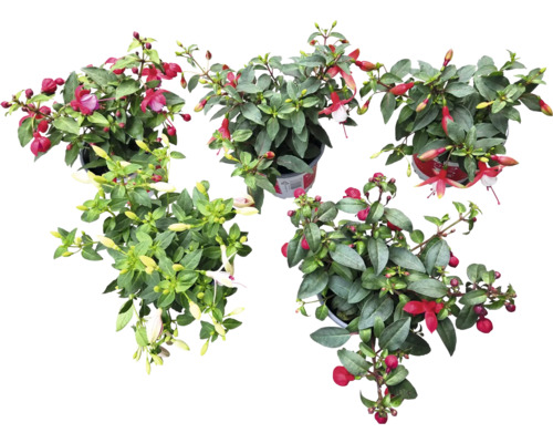 Fuchsie hängend FloraSelf Fuchsia hybride Ø 10,5 cm Topf