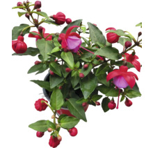 Fuchsie in einem Topf mit grünen Blättern und Blüten