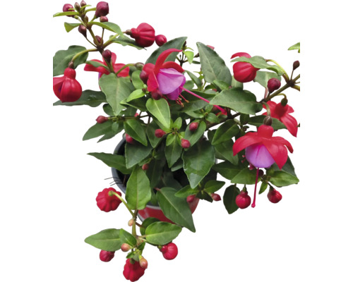Fuchsia en pot avec feuilles vertes et fleurs