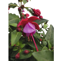 Fuchsienblüte mit grünen Blättern