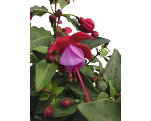 Fleur de fuchsia avec des feuilles vertes