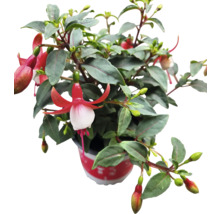 Fuchsienpflanze im Topf mit roten und weißen Blüten