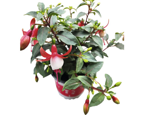 Fuchsia en pot avec fleurs rouges et blanches