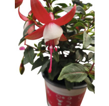 Fuchsia Pflanze mit roten und weißen Blüten im Topf