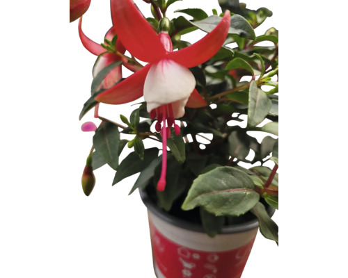 Plante de fuchsia avec des fleurs rouges et blanches en pot