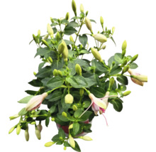 Fuchsie im Topf mit grünen Blättern und Blütenknospen
