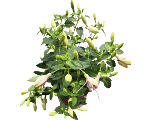 Fuchsia en pot avec des feuilles vertes et des boutons floraux