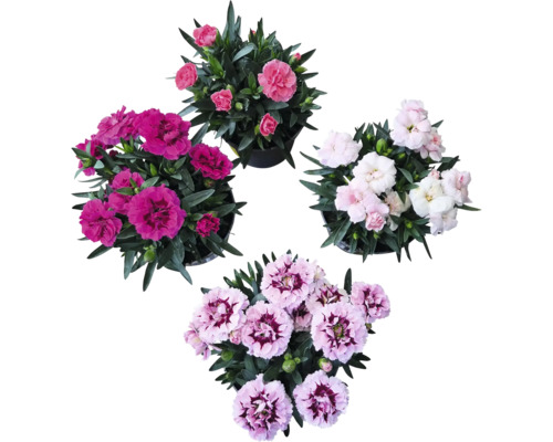 Nelke Mix FloraSelf Dianthus caryophyllus 'Super Trooper' H 15-18 cm Ø 10,5 cm Topf zufällige Sortenauswahl Verschiedene Nelkenpflanzen in Töpfen von oben betrachtet