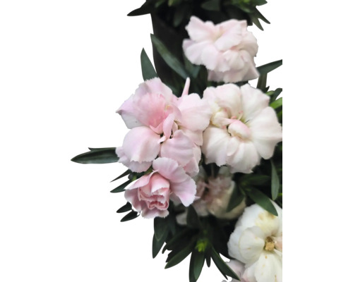 Nahaufnahme von rosa und weißen Nelken mit Blättern