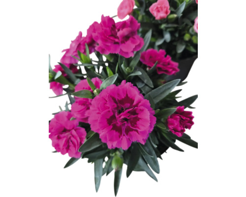 Nelkenblüten mit grünen Blättern