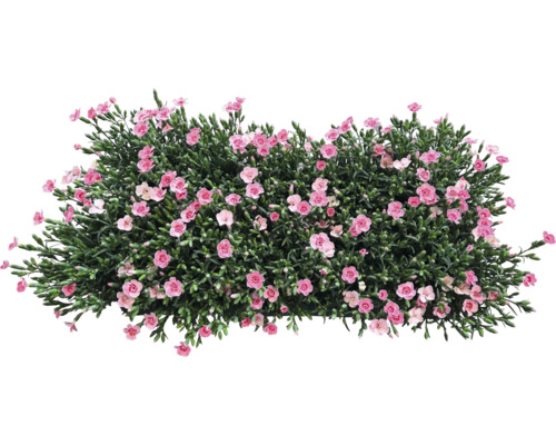 Buisson avec fleurs roses