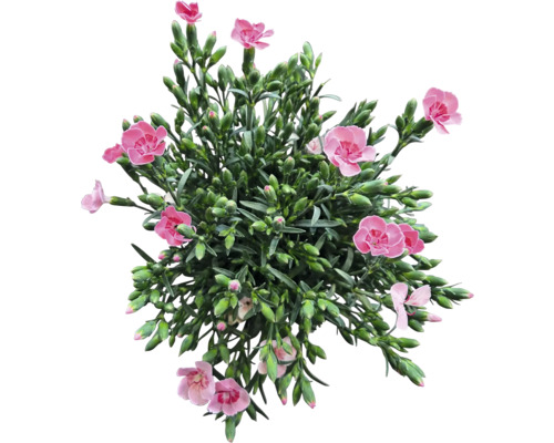 Oeillet avec des fleurs roses