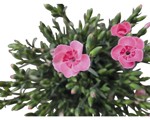 Gros plan d''un oeillet rose avec des feuilles vertes