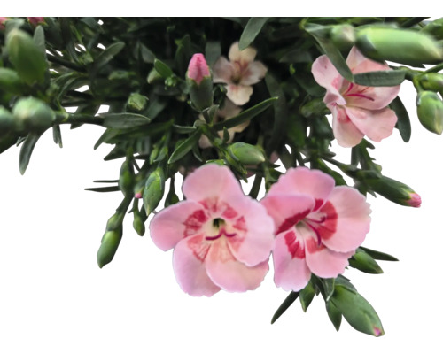 Fleurs d''oeillets avec feuilles vertes