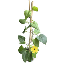 Plante grimpante avec fleurs jaunes et support en bois