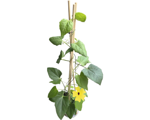 Plante grimpante avec fleurs jaunes et support en bois