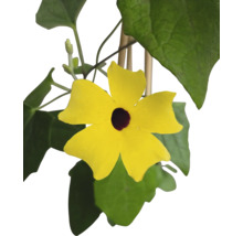 Suzanne aux yeux noirs jaune avec feuilles