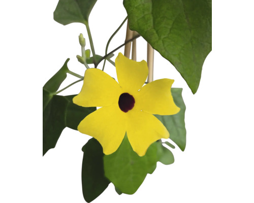 Suzanne aux yeux noirs jaune avec feuilles