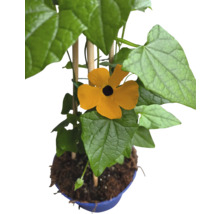 Plante à fleurs avec des fleurs jaunes et des feuilles vertes en pot