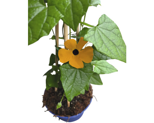 Plante à fleurs avec des fleurs jaunes et des feuilles vertes en pot