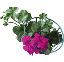 Géranium avec fleurs et feuilles dans un panier suspendu en métal