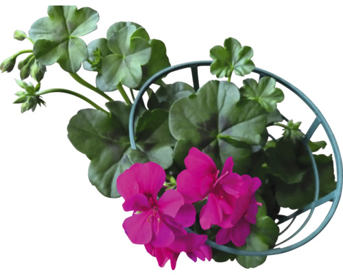 Hängegeranie FloraSelf Pelargonium peltatum Ø 12 cm Topf zufällige Sortenauswahl Geranie mit Blüten und Blättern in einem Metallhängekorb
