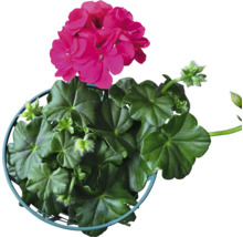 Géranium avec fleurs en pot