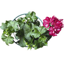 Géranium en pot avec des feuilles vertes et des fleurs rouges
