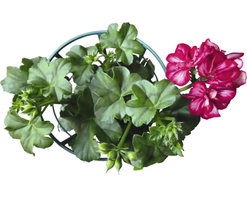 Geranie im Topf mit grünen Blättern und roten Blüten