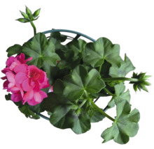 Géranium en pot avec feuilles vertes et fleurs