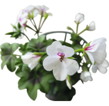 Géranium en pot avec des fleurs blanches et des feuilles vertes