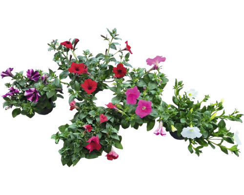 Pétunias retombants Cultivars pot Ø 12 cm assorti
