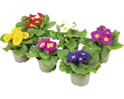 Primevères en pot de différentes couleurs avec des feuilles vertes dans des pots