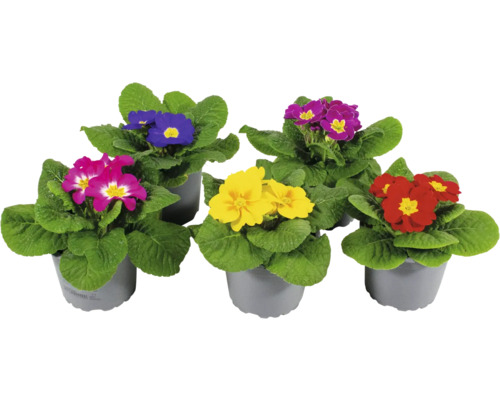 Gartenprimel FloraSelf Primula acaulis Ø 9 cm Topf zufällige Sortenauswahl