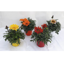 Gazania-Pflanzen in Töpfen mit gelben, orangen, roten und gestreiften Blüten