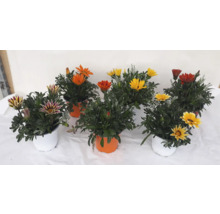 Gazania-Blumen in Töpfen mit verschiedenen Blütenfarben