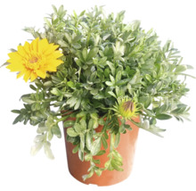 Marguerite arbustive en pot