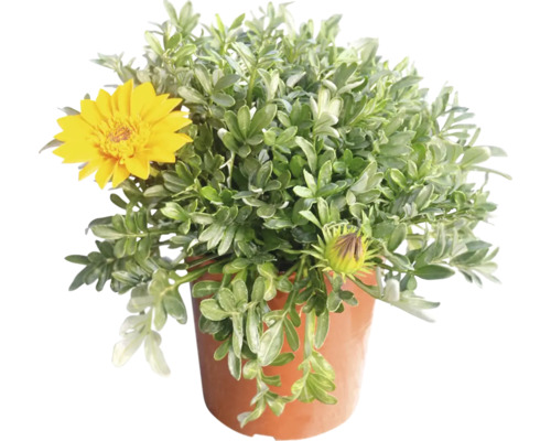 Marguerite arbustive en pot