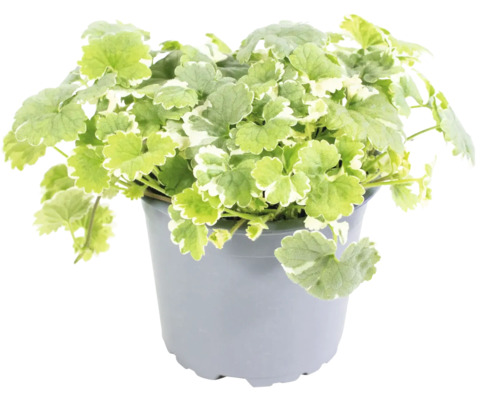 Cataire FloraSelf Nepeta faassenii pot Ø 11 cm