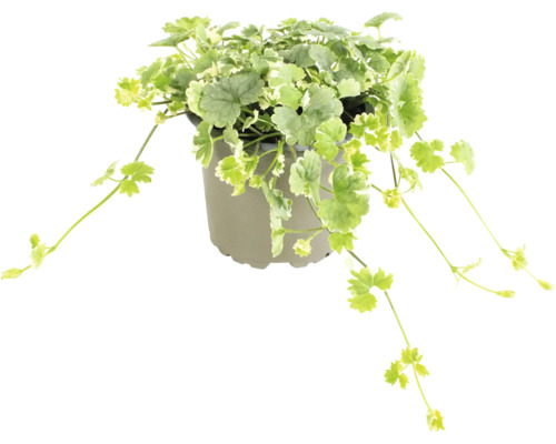 Plante de lierre terrestre en pot