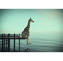 Giraffe sitzt auf einem Holzsteg am Meer