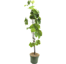 Vigne en pot avec feuilles vertes