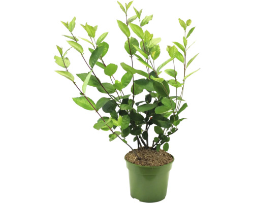 Plante en pot avec des feuilles vertes.