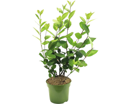 Aronia en pot