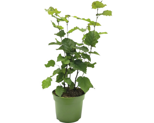 Noisetier en pot