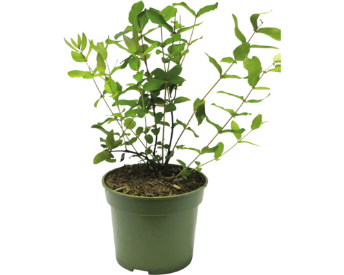 Plante en pot pour l''intérieur