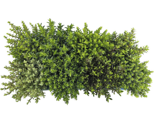 Aufnahme von Thymianpflanzen in einem Behälter