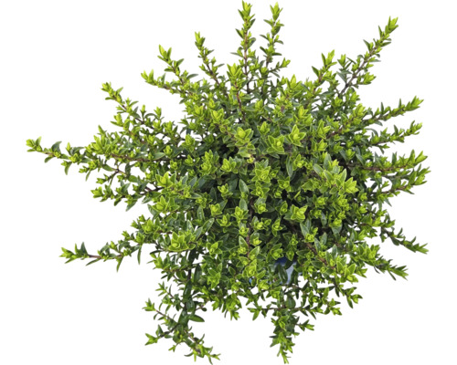 Dichtbuschiger Thymian im Topf von oben