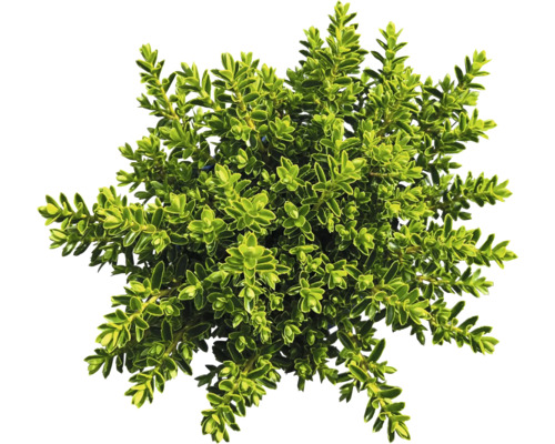 Im Bild ist ein Buchsbaum zu sehen.